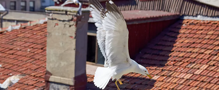 Residential Chimney Animal Removal Solution in Fitchburg, MA
